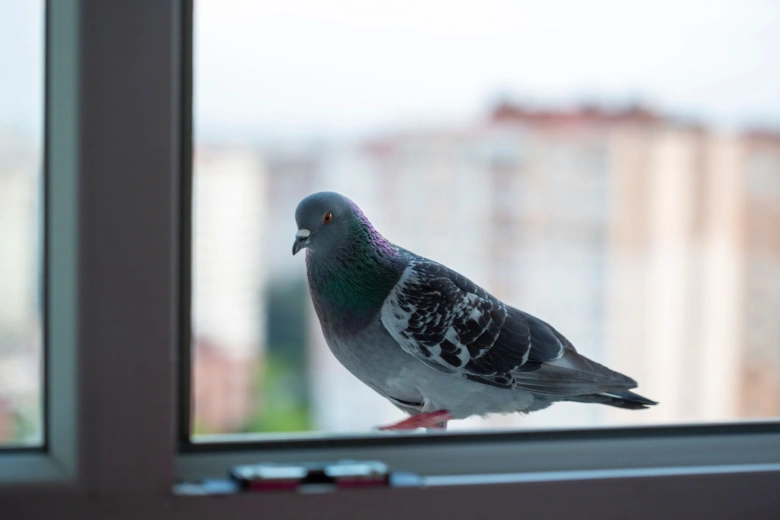 Pigeon on window sill